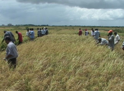 Lương thực: Vấn đề nóng trong các hội nghị thượng đỉnh